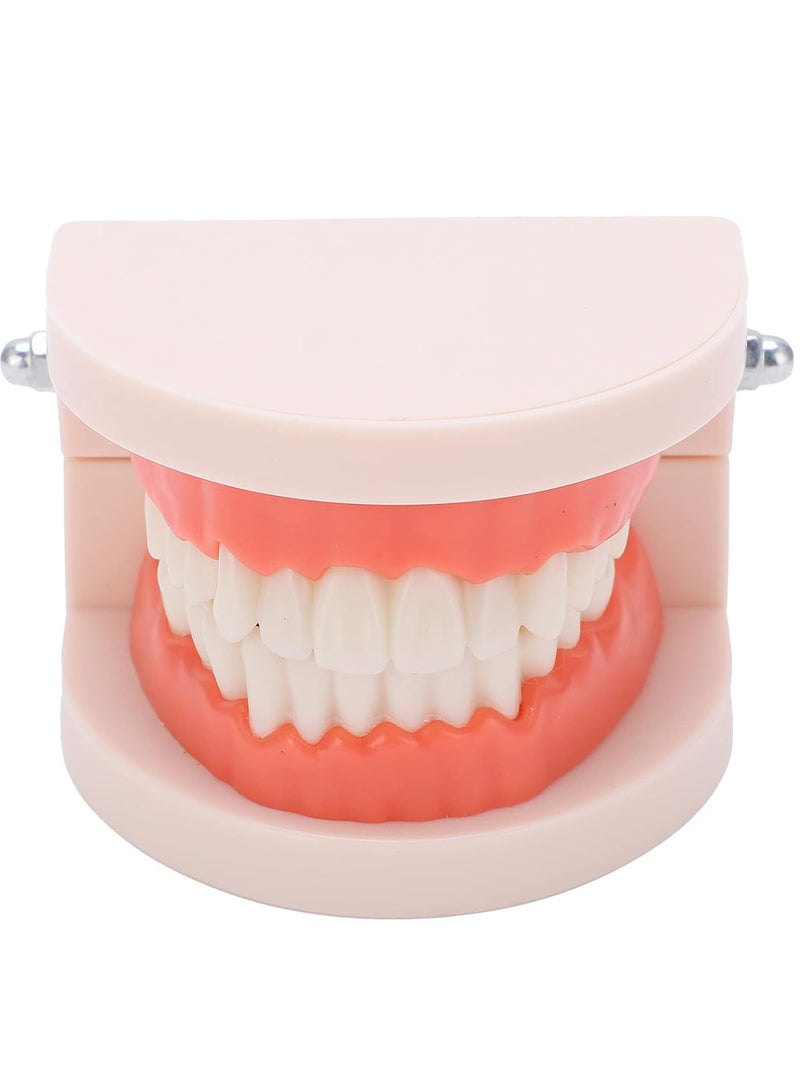 GGOOT Teeth Model, Anti-Yellowing Durable Brush Teaching Model Anti-Oxidation for Hospital for Kindergarten - Image 4