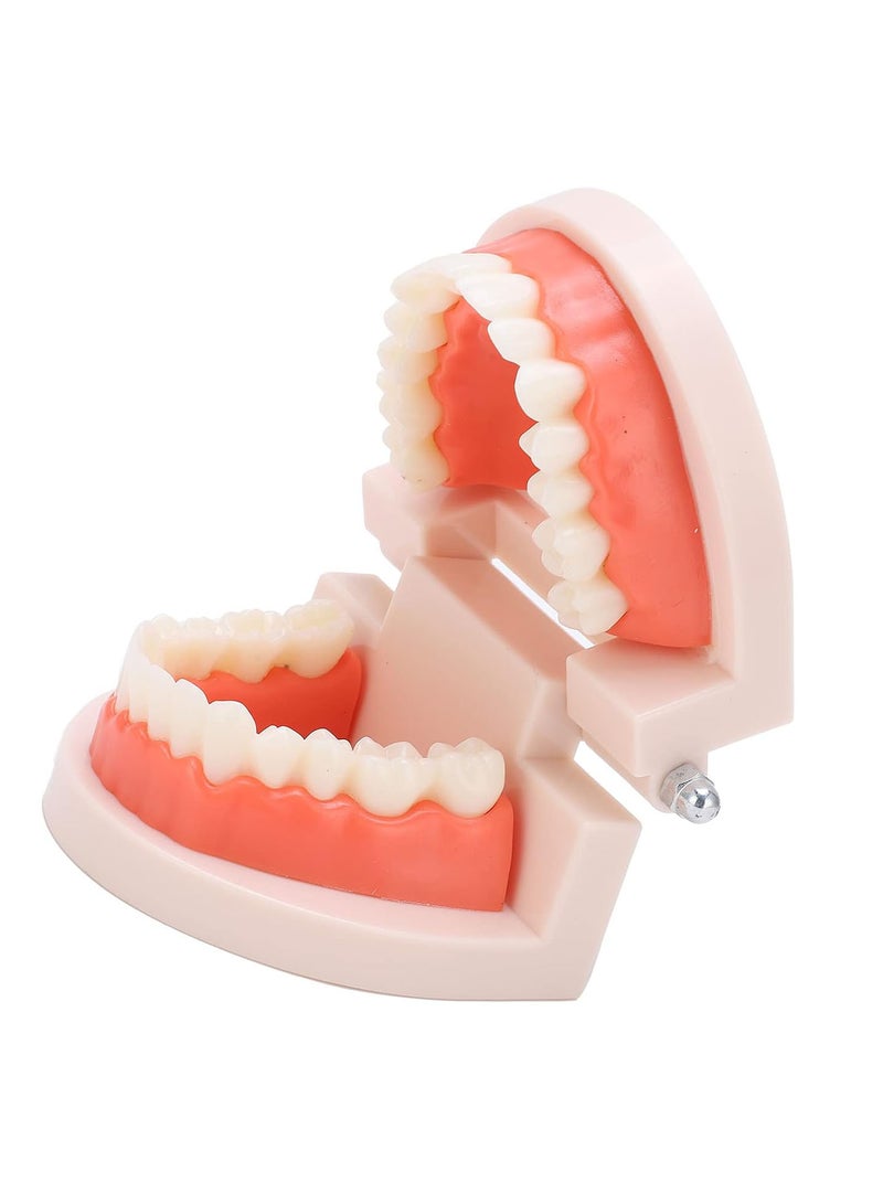 GGOOT Teeth Model, Anti-Yellowing Durable Brush Teaching Model Anti-Oxidation for Hospital for Kindergarten - Image 1