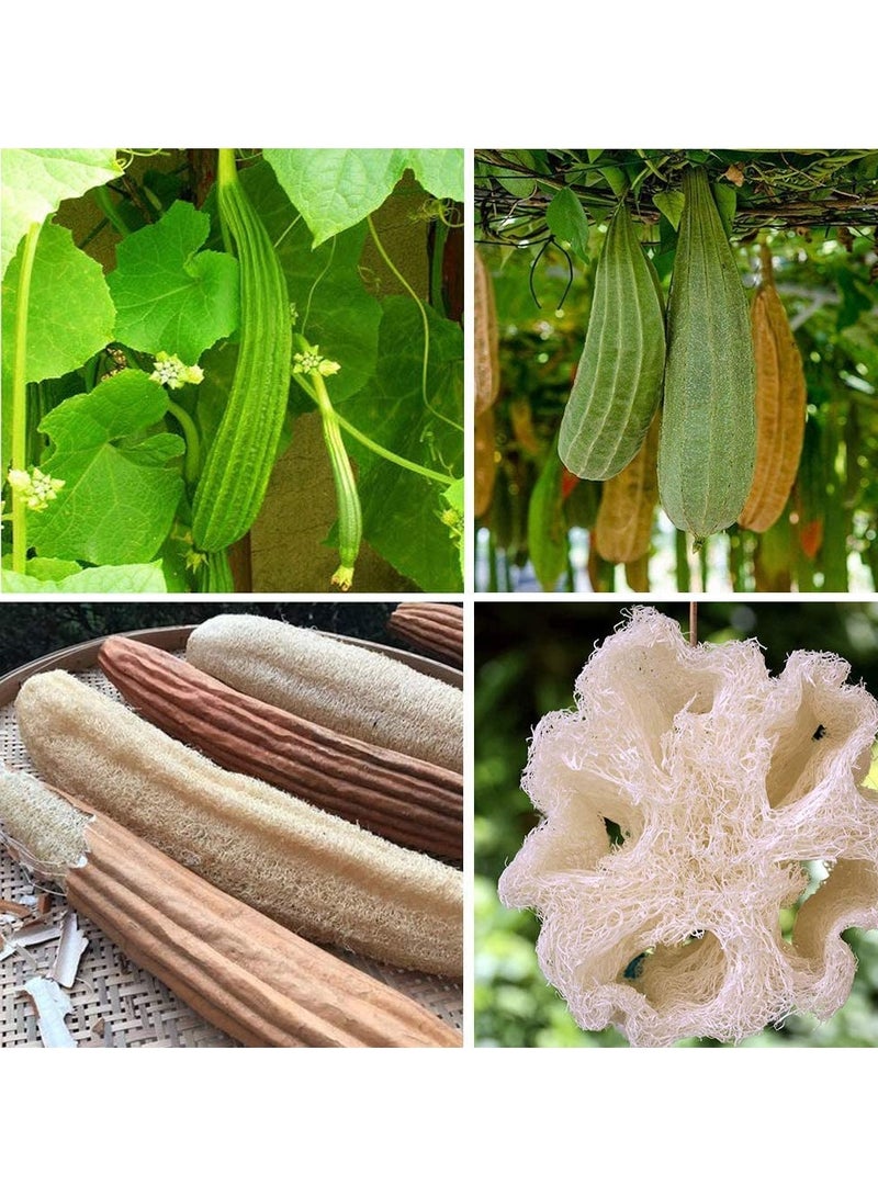 Natural Bath Sponge, Organic Exfoliating Loofah Creamy Beige Color 15" (30-40cm)  - Image 3