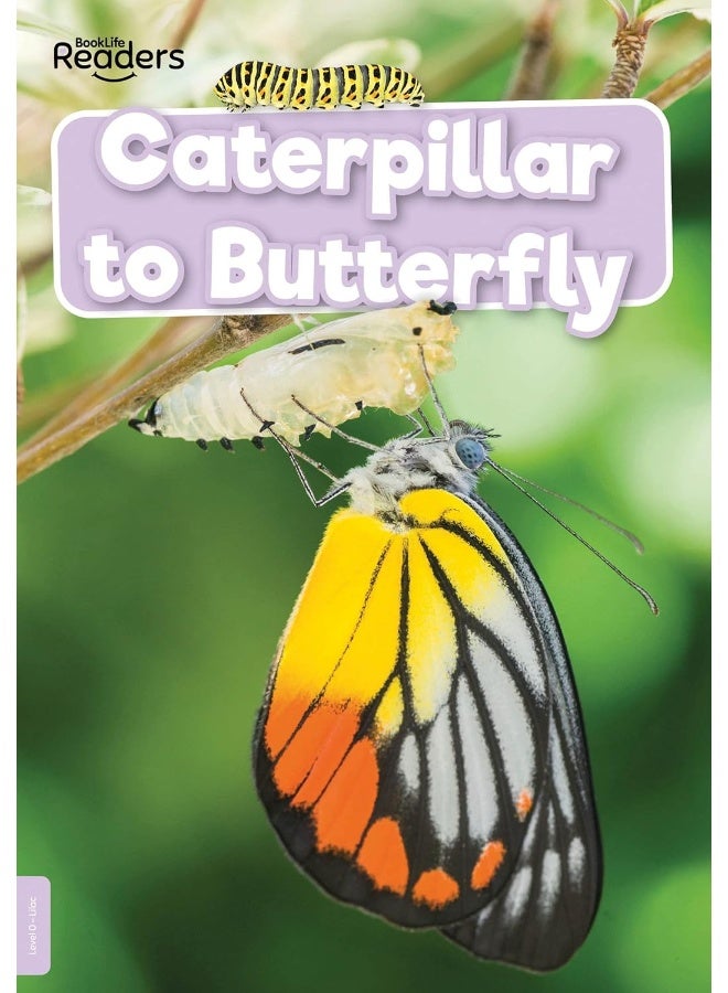 Caterpillar to Butterfly 