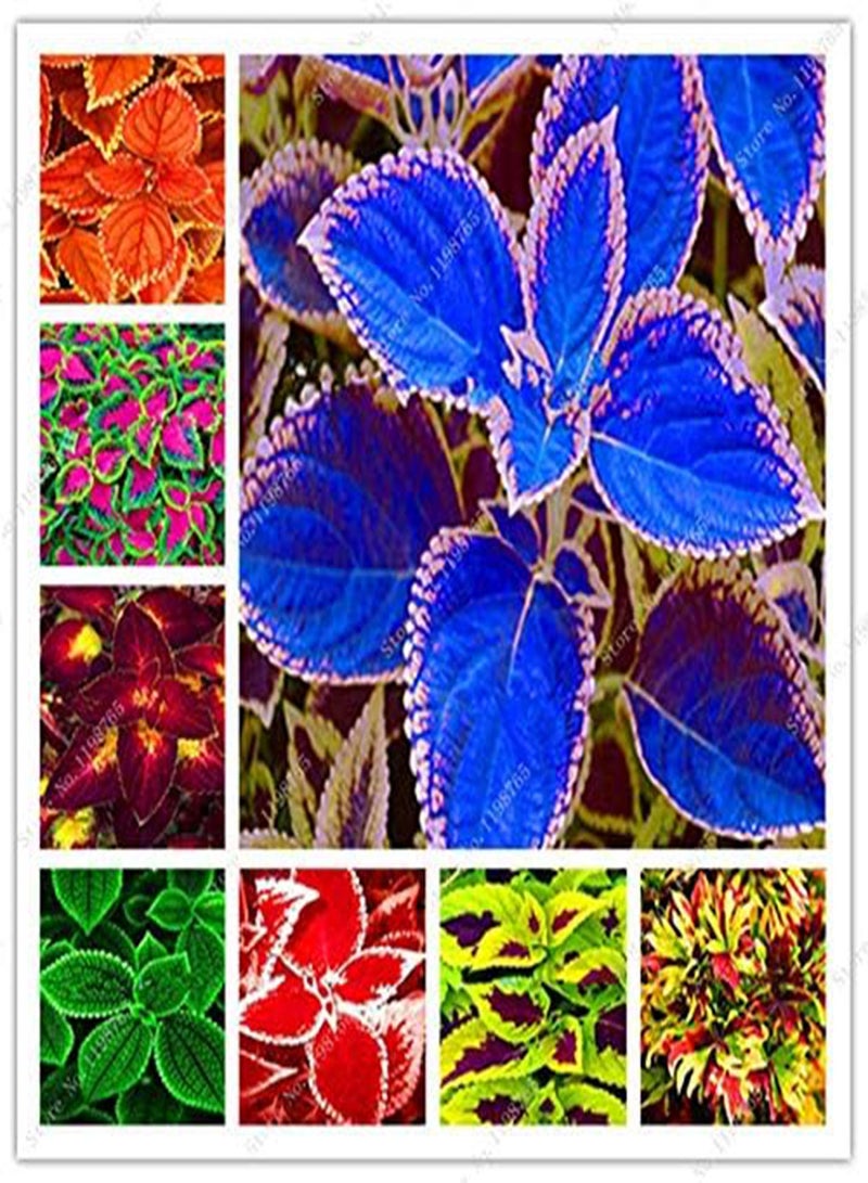 جي جوت 120 قطعة من بذور نبات القوليوس باللون الأزرق والوردي - Image 2