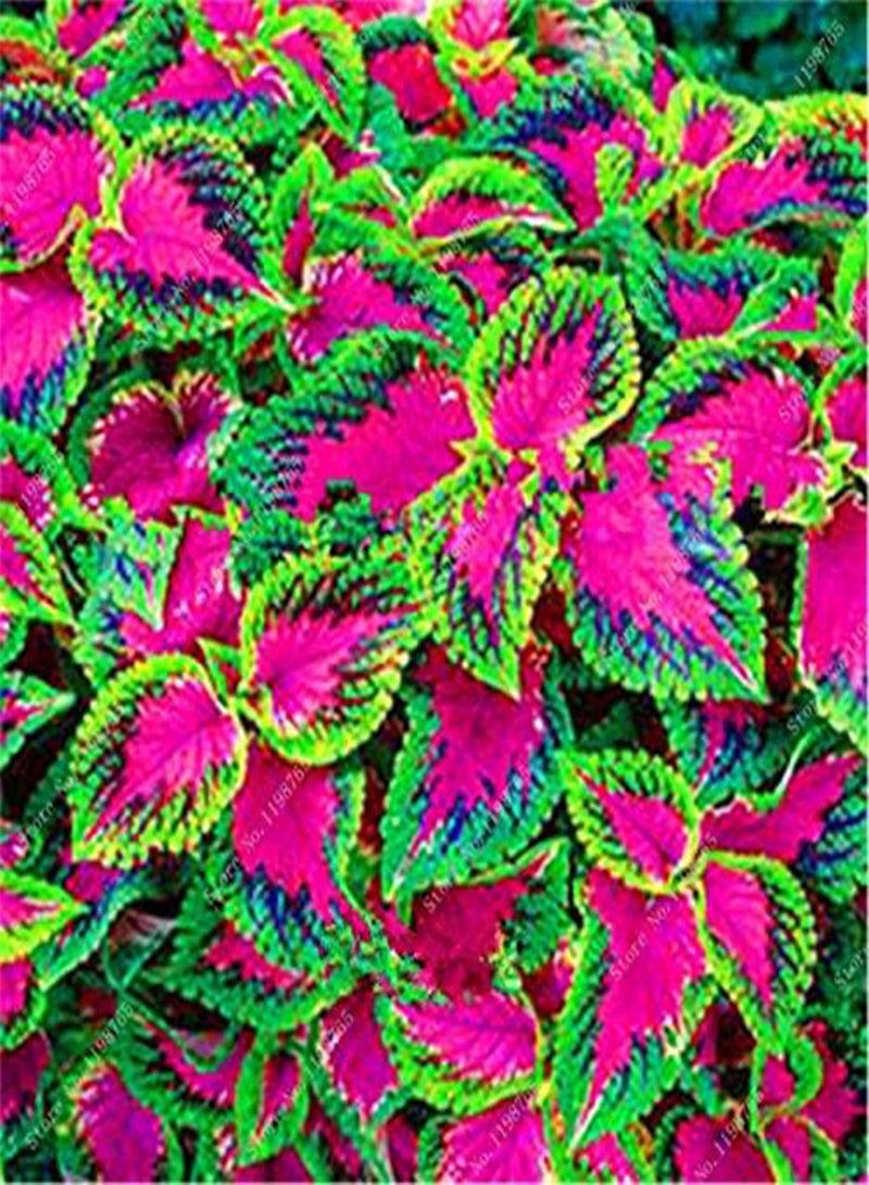 جي جوت 120 قطعة من بذور نبات القوليوس باللون الأزرق والوردي - Image 4