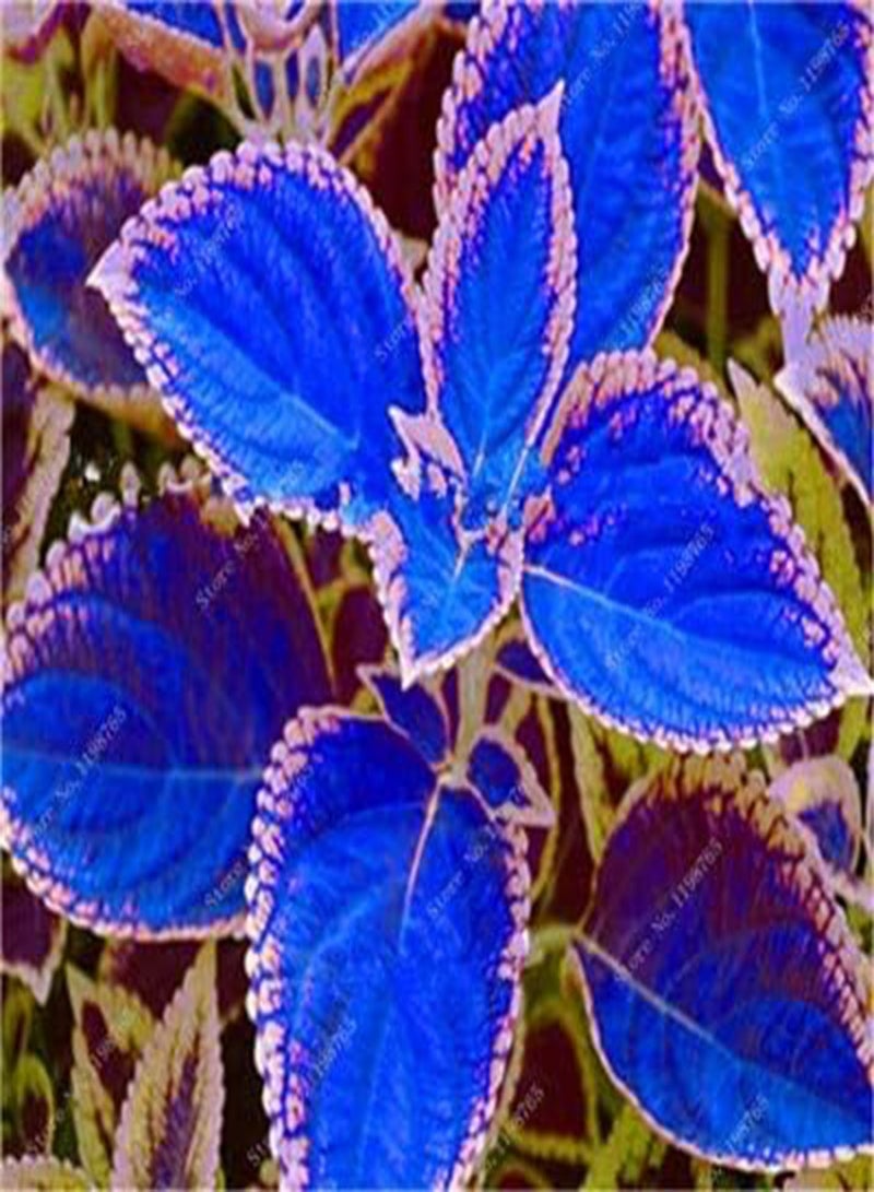 جي جوت 120 قطعة من بذور نبات القوليوس باللون الأزرق والوردي - Image 1