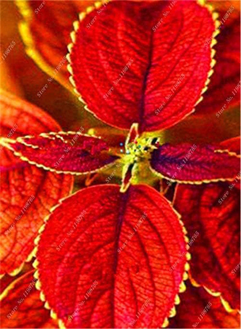 جي جوت 120 قطعة من بذور نبات القوليوس باللون الأزرق والوردي - Image 3