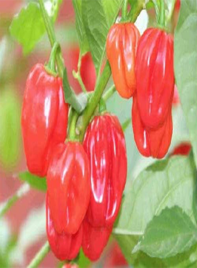 GGOOT seeds 50pcs Jamaica Scotch Bonnet Vegetable seeds