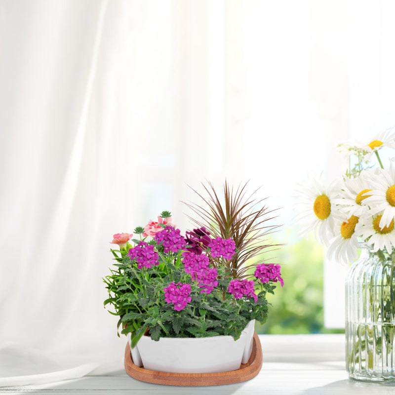 🌱 وعاء زهور صغير مثالي لزراعة العصاريات والأعشاب من السيراميك المتين - Image 3