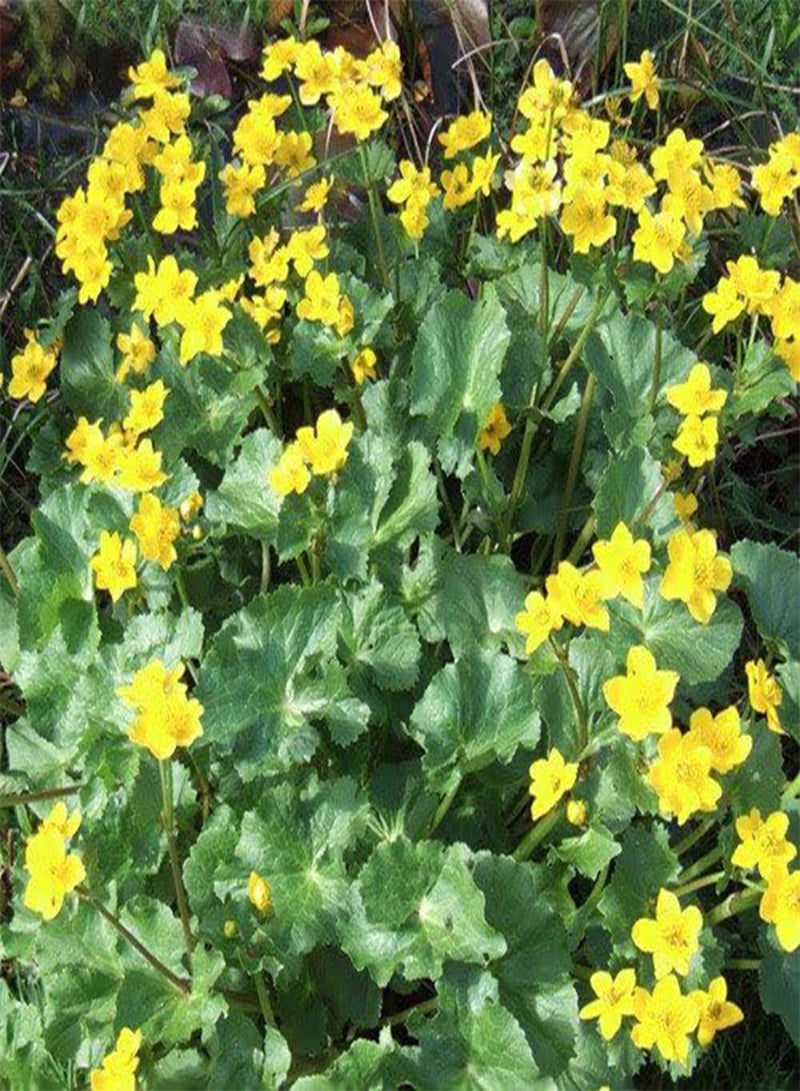 جي جوت بذور - بذور كالثا بالوستريس