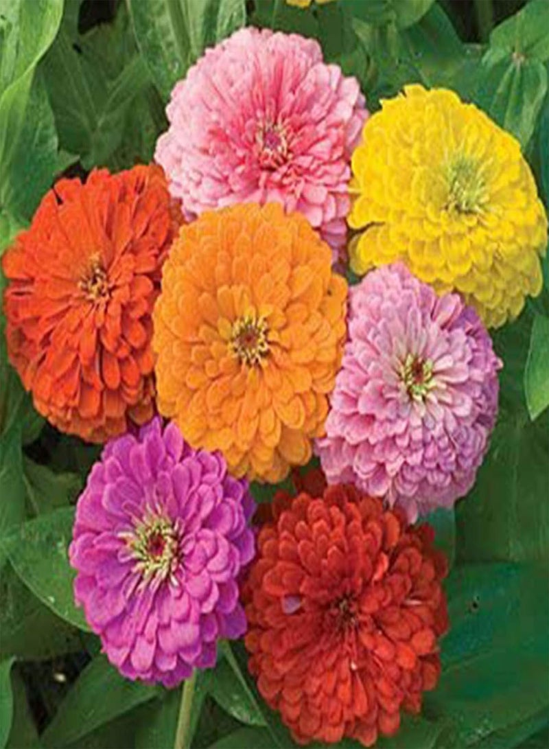 GGOOT Green Seeds, Safe and Harmless & Non-GMO,1500Pcs/Bag Chrysanthemum Seeds Perennial Beautifying Novel Plant Yard Planting Zinnia Seeds for Household - Chrysanthemum Seeds - Image 3