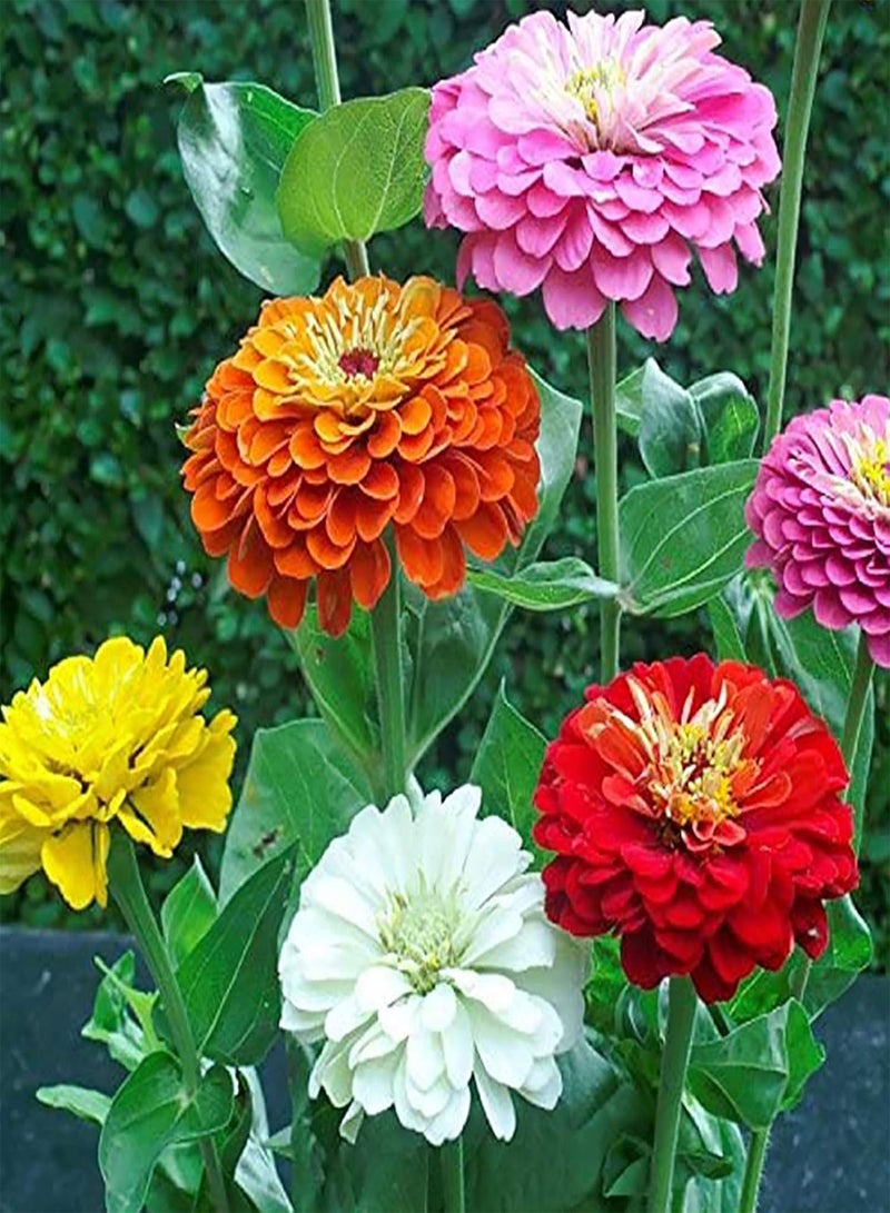 GGOOT Green Seeds, Safe and Harmless & Non-GMO,1500Pcs/Bag Chrysanthemum Seeds Perennial Beautifying Novel Plant Yard Planting Zinnia Seeds for Household - Chrysanthemum Seeds - Image 2