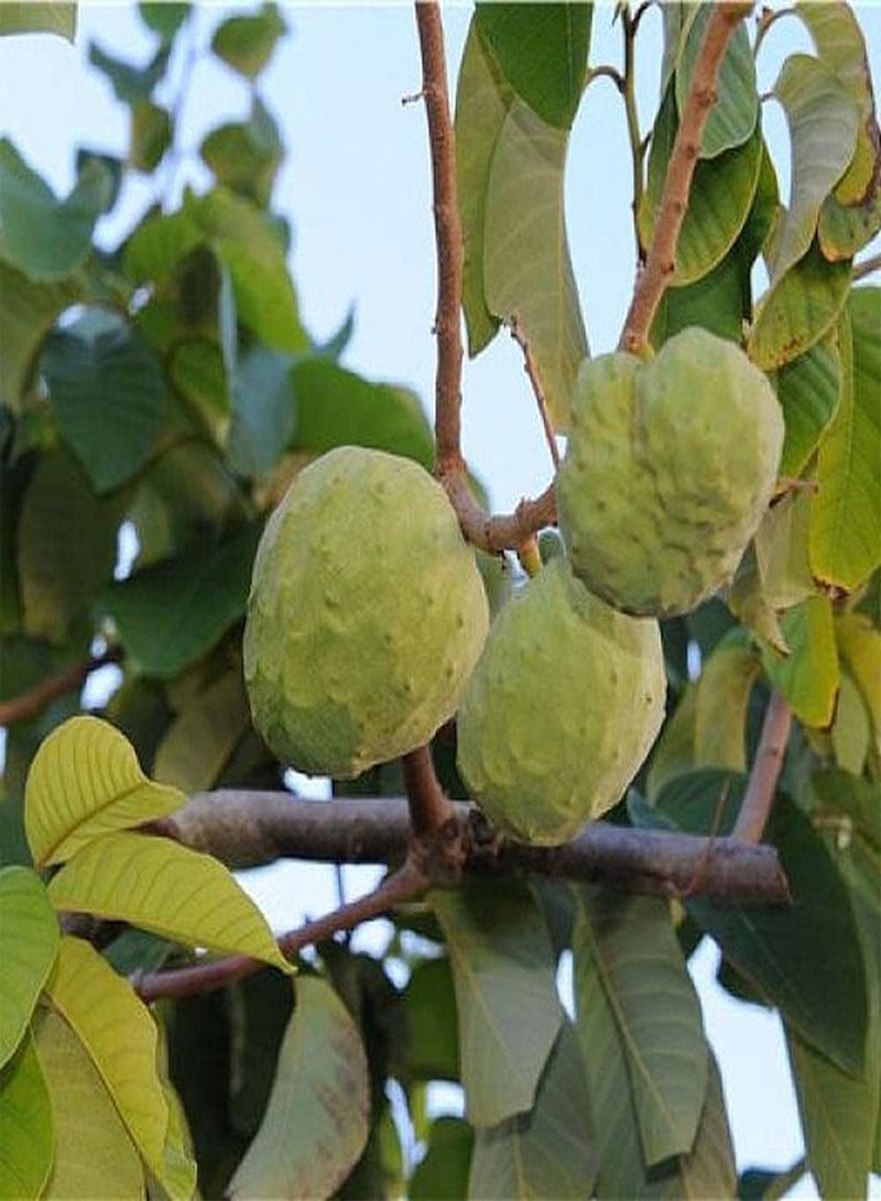 GGOOT 20pcs Annona Seeds Planted in Lawn Edge Evergreen Shade Trees Enjoy Natural Fruits in Autumn Sugar Apple Loved by People - Image 2