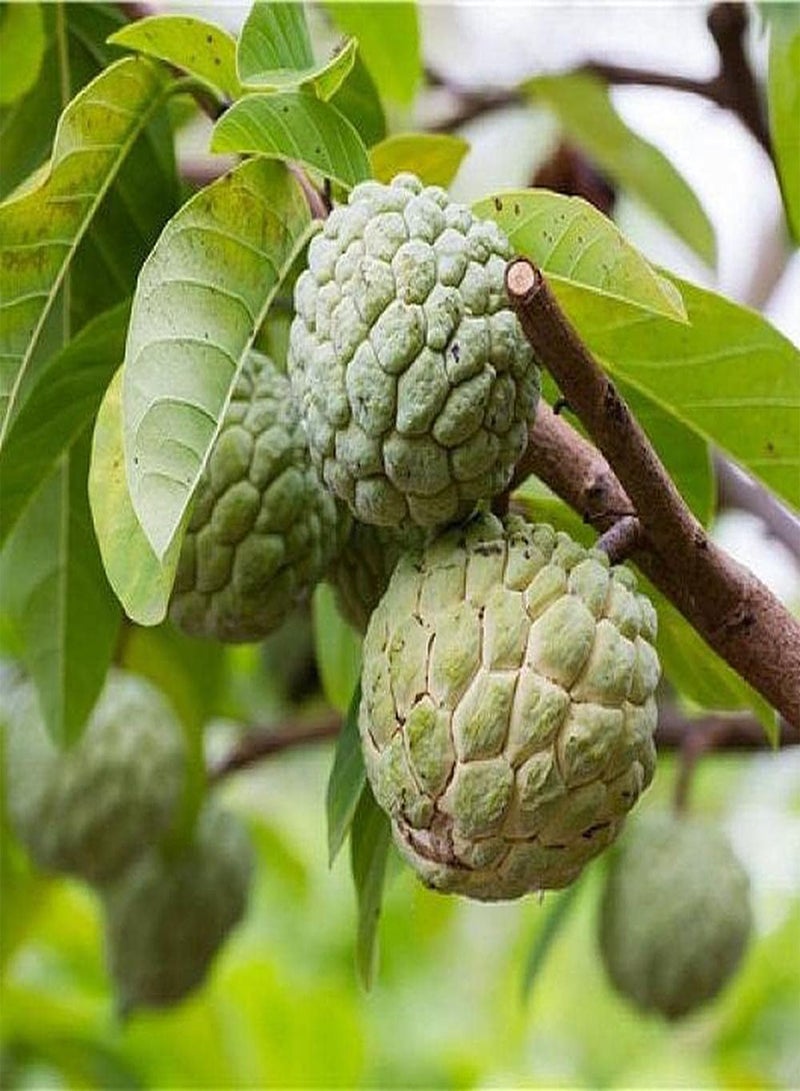 GGOOT 20pcs Annona Seeds Planted in Lawn Edge Evergreen Shade Trees Enjoy Natural Fruits in Autumn Sugar Apple Loved by People - Image 1