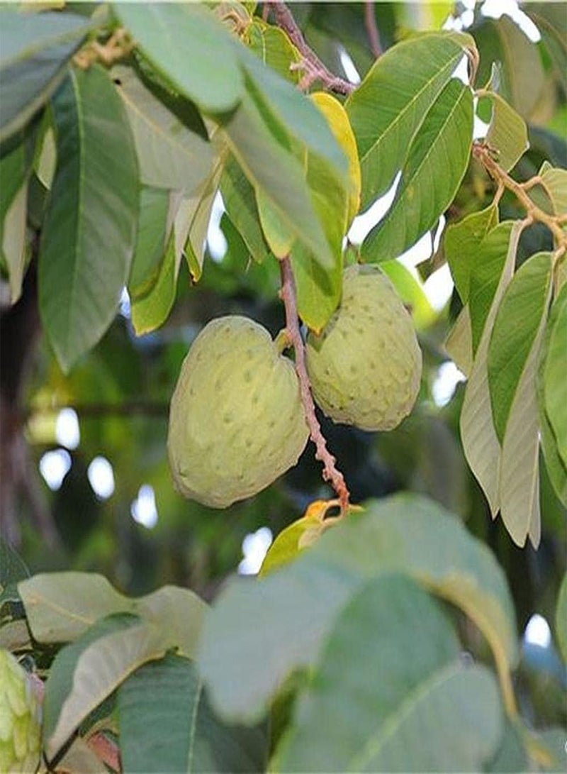 GGOOT 20pcs Annona Seeds Planted in Lawn Edge Evergreen Shade Trees Enjoy Natural Fruits in Autumn Sugar Apple Loved by People - Image 3