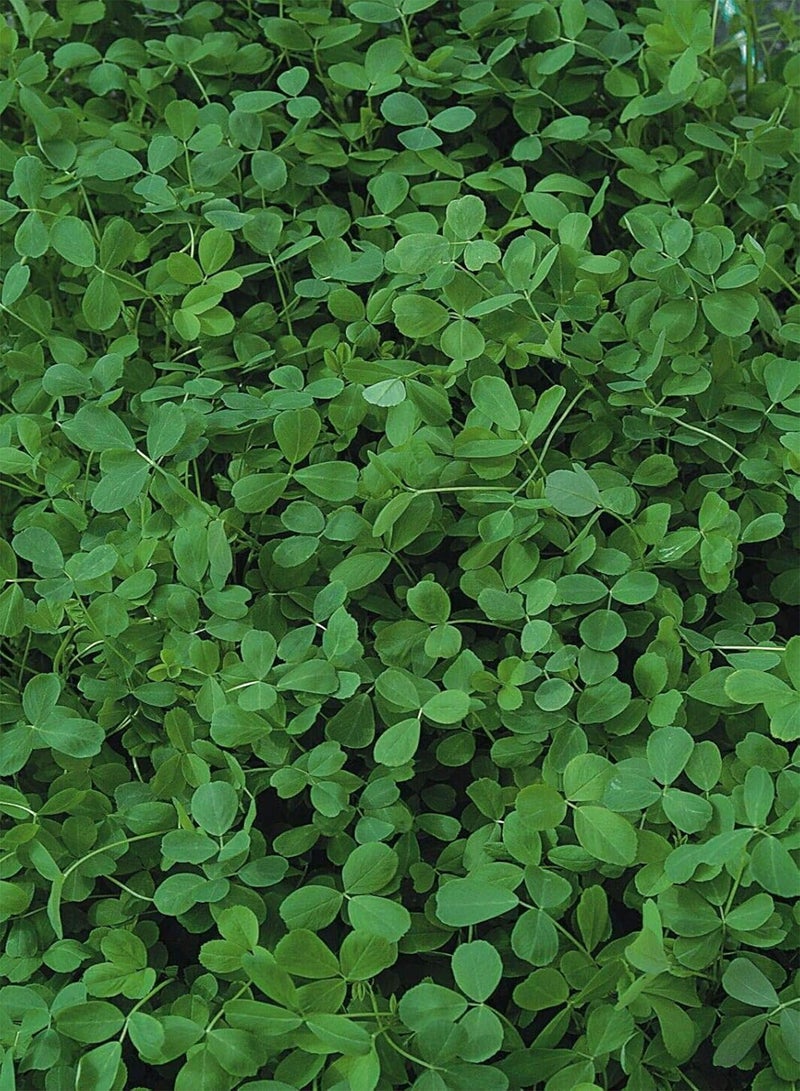 GGOOT Alfalfa Green Manure Seeds Approx. 2.5g(1200seeds) per Square metres (100 Seeds)