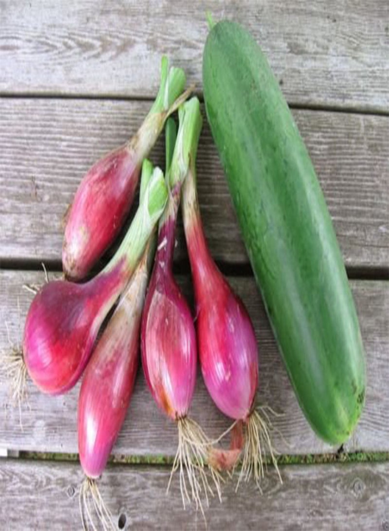 جي جوت بذور بصل حمراء طويلة من تروبيا / Rossa Lunga di Tropea (110 يومًا) مفتوحة التلقيح - Image 2