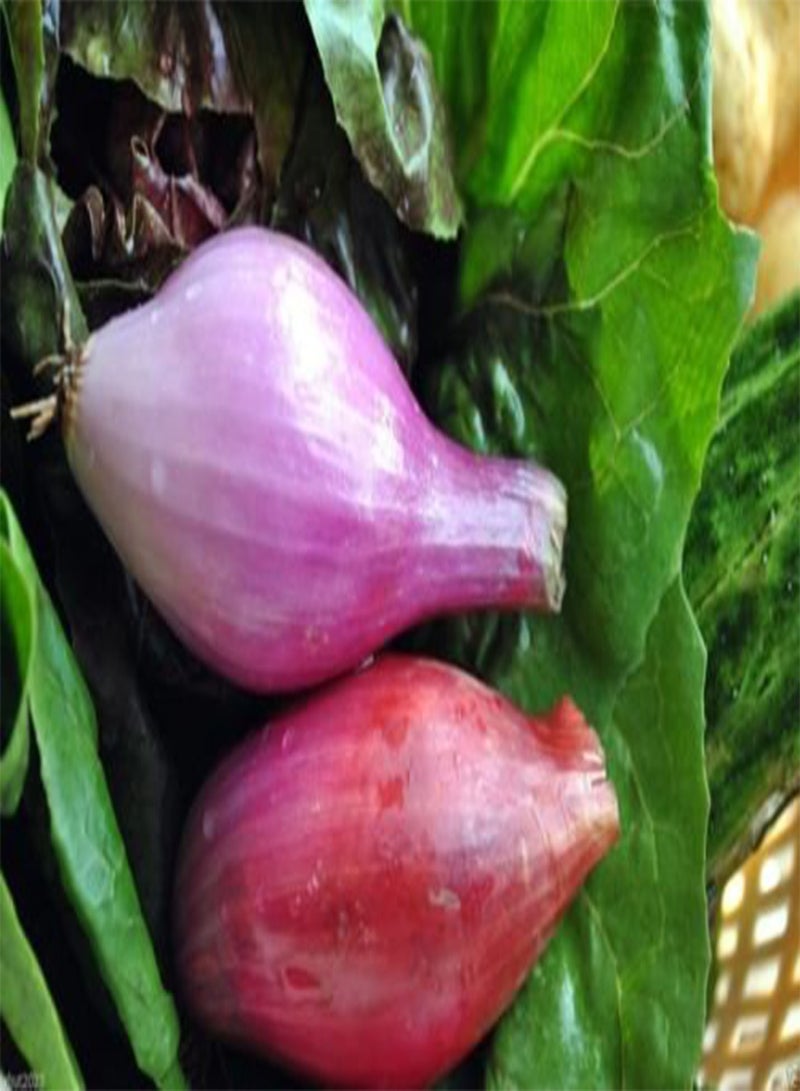 جي جوت بذور بصل حمراء طويلة من تروبيا / Rossa Lunga di Tropea (110 يومًا) مفتوحة التلقيح - Image 4