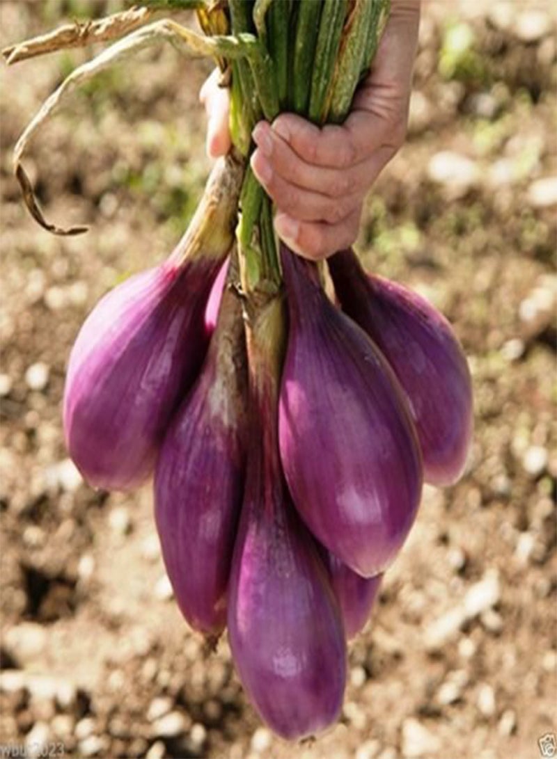 جي جوت بذور بصل حمراء طويلة من تروبيا / Rossa Lunga di Tropea (110 يومًا) مفتوحة التلقيح - Image 1