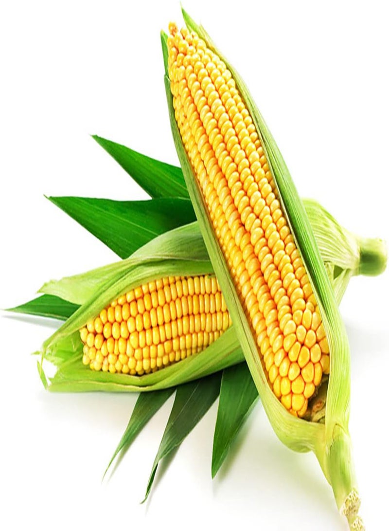 GGOOT 100Stück gelbe Maissamen im Garten die Hohe und gerade grüne Blätter pflanzen schöne idyllische Landschaft dekorativer Wert - Image 2