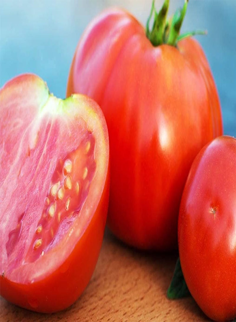 GGOOT Tomato Rutgers (Lycopersicon lycopersicum) 100PCS Seeds for Planting, Open Pollinated, Heirloom, Non GMO, Vegetable Garden, Heirloom Slicer, Rutgers NJAES, 'Ramapo' Tomatoes, Jersey Tomato - Image 2