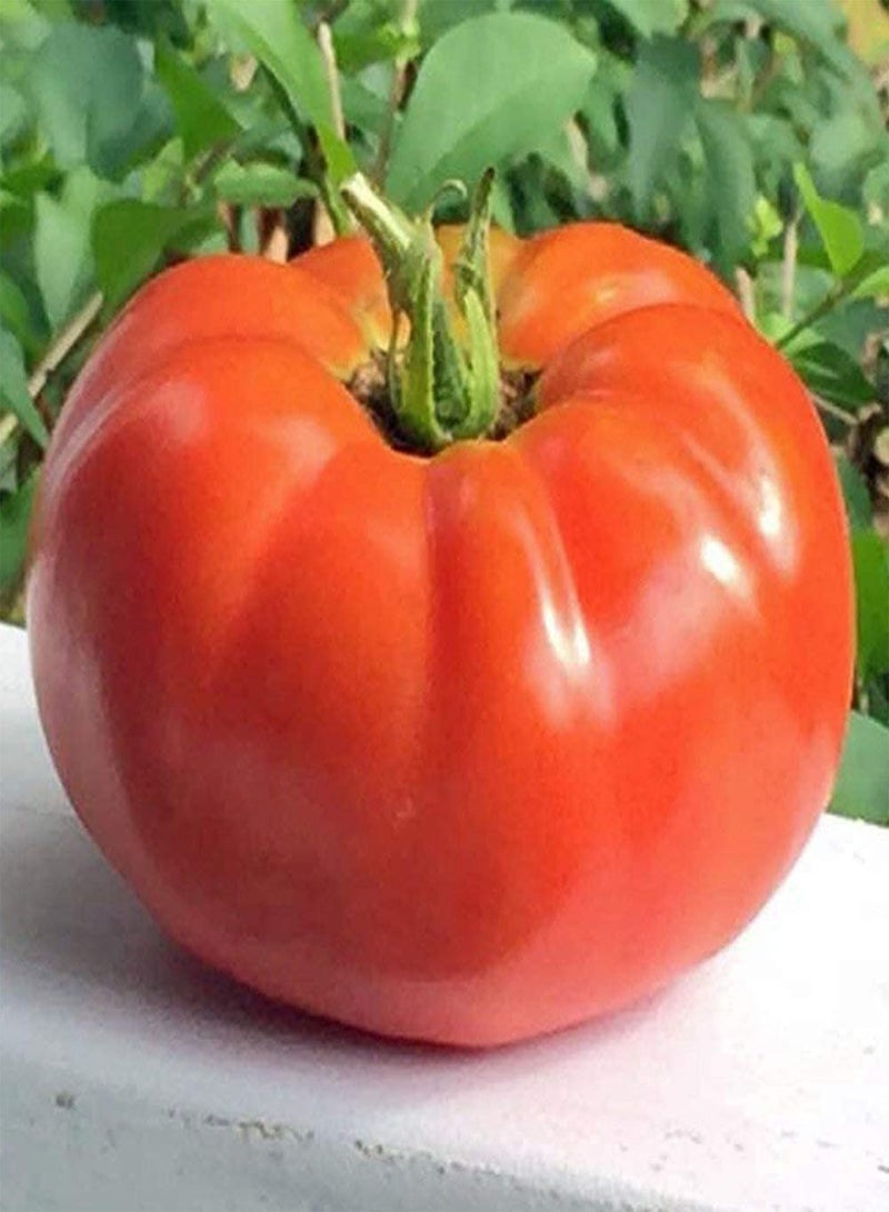 GGOOT Tomato Rutgers (Lycopersicon lycopersicum) 100PCS Seeds for Planting, Open Pollinated, Heirloom, Non GMO, Vegetable Garden, Heirloom Slicer, Rutgers NJAES, 'Ramapo' Tomatoes, Jersey Tomato - Image 3