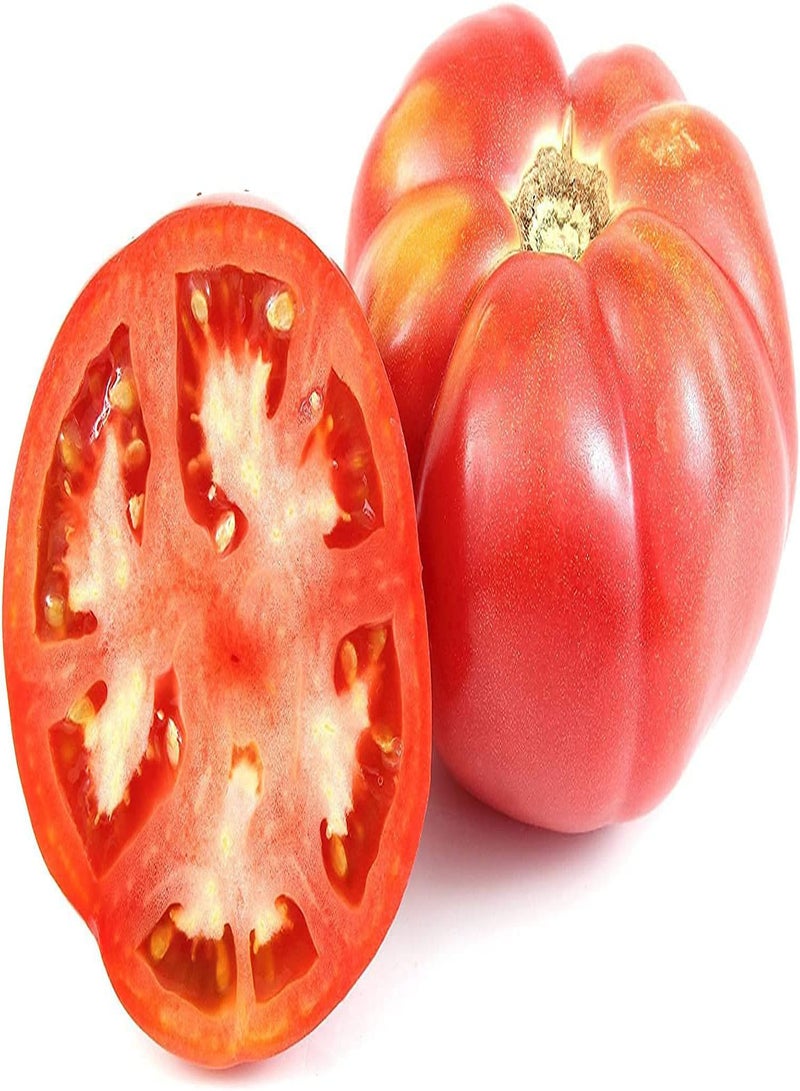 GGOOT Tomato Rutgers (Lycopersicon lycopersicum) 100PCS Seeds for Planting, Open Pollinated, Heirloom, Non GMO, Vegetable Garden, Heirloom Slicer, Rutgers NJAES, 'Ramapo' Tomatoes, Jersey Tomato - Image 4