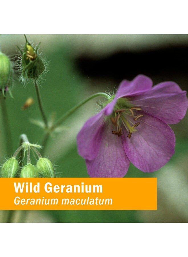 HERB PHARM Wild Geranium (Cranesbill) Liquid Extract 1 Ounce - Image 3