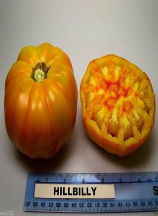 Beefsteak Heirloom Tomato,Hillbilly,-50 Seeds-Great for Sandwiches&salads - pzsku/ZBB609CFA134E10247AB4Z/45/1743068675/67907e37-f56f-4602-a831-9efbb590ab2d