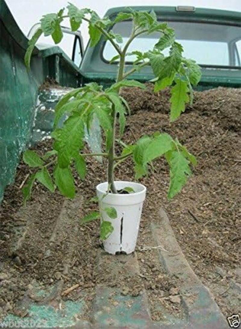 Beefsteak Heirloom Tomato,Hillbilly,-50 Seeds-Great for Sandwiches&salads