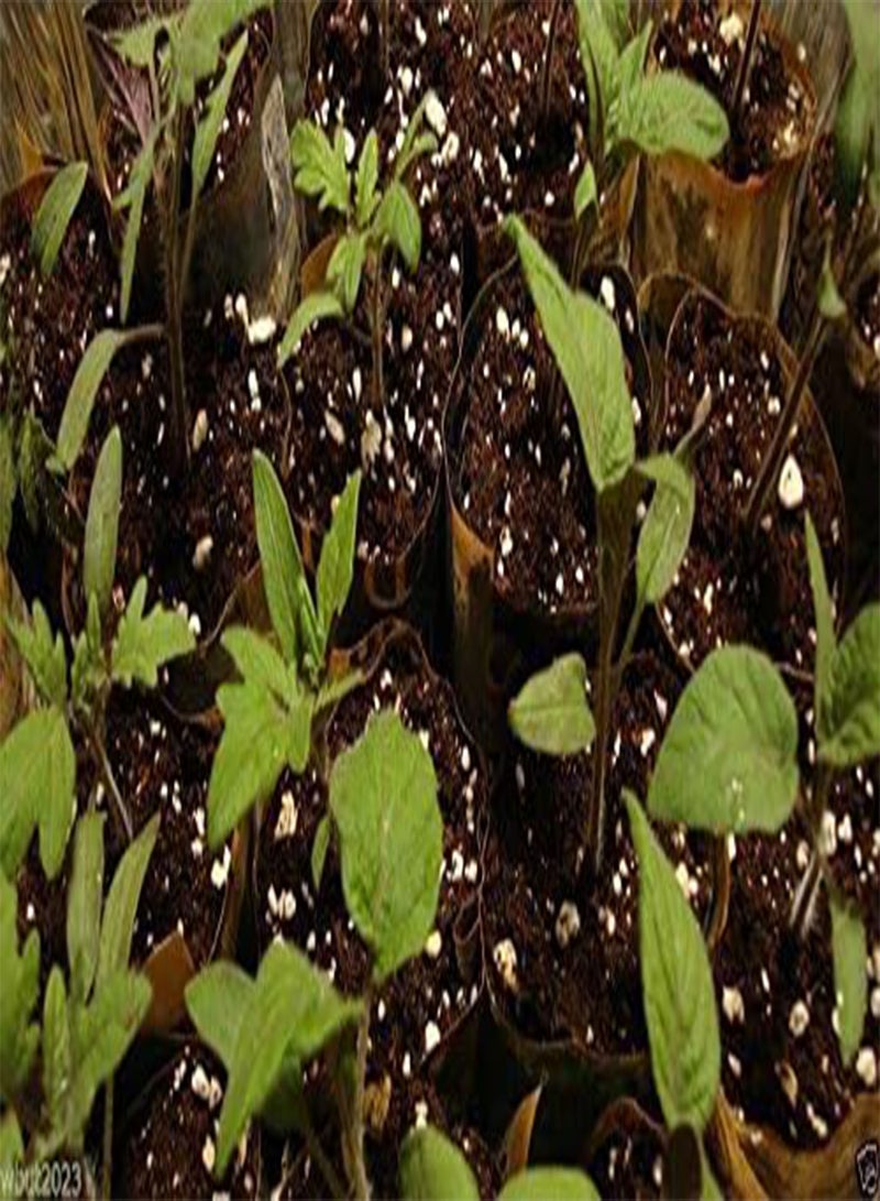 Beefsteak Heirloom Tomato,Hillbilly,-50 Seeds-Great for Sandwiches&salads