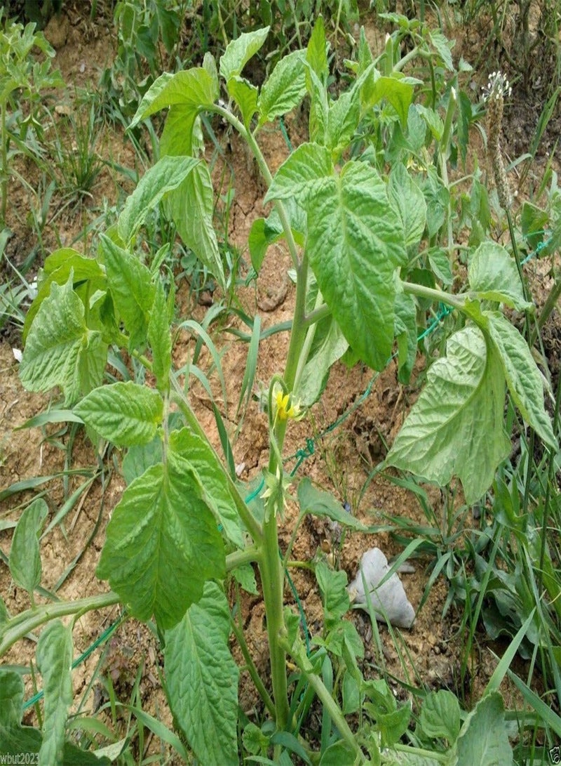 Beefsteak Heirloom Tomato,Hillbilly,-50 Seeds-Great for Sandwiches&salads