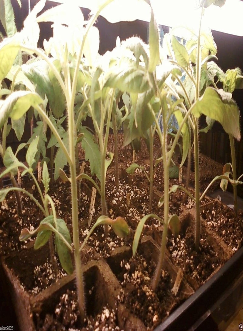 Beefsteak Heirloom Tomato,Hillbilly,-50 Seeds-Great for Sandwiches&salads