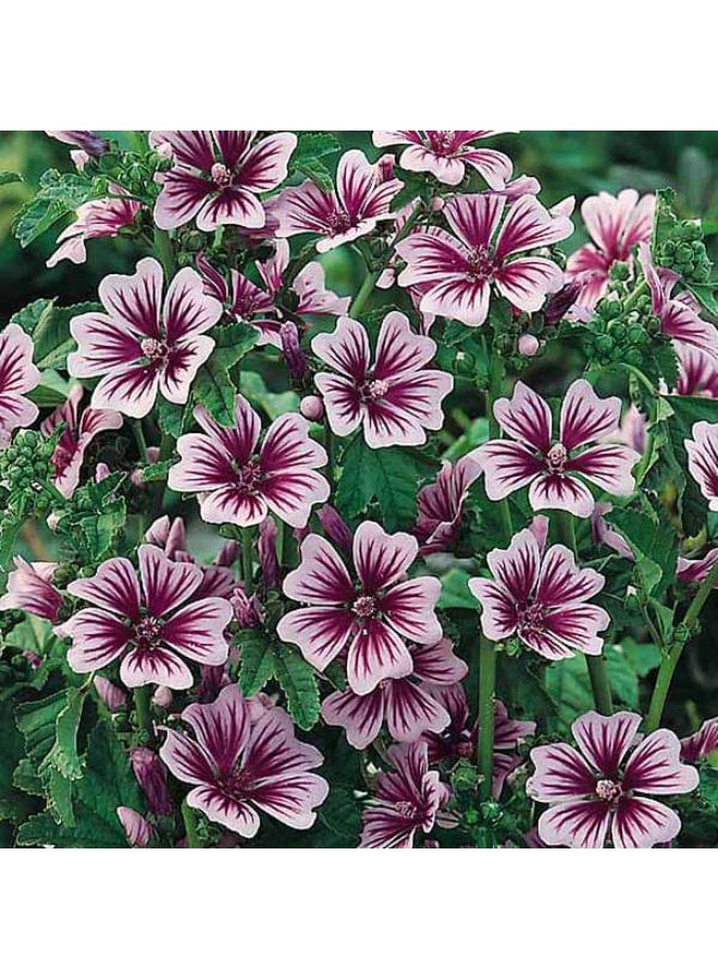 Hollyhock Malva Flower Seeds