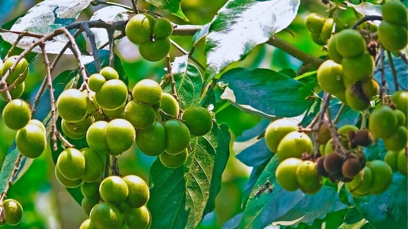 eVasavamba Reetha | Aritha | Soapberry | Herbal Soapnut | Rtiha | Antwala Kai | Kunkudu Kaayalu | Nolkottai | Urvanji | Mukamanji | Sapindus Mukorossi | A++ Grade, 400g - Image 4