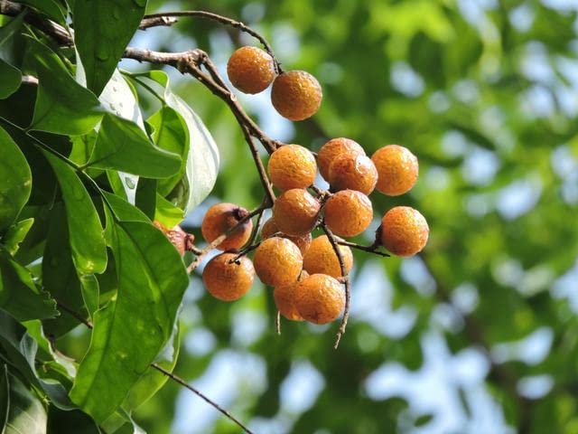 eVasavamba Reetha | Aritha | Soapberry | Herbal Soapnut | Rtiha | Antwala Kai | Kunkudu Kaayalu | Nolkottai | Urvanji | Mukamanji | Sapindus Mukorossi | A++ Grade, 400g - Image 5