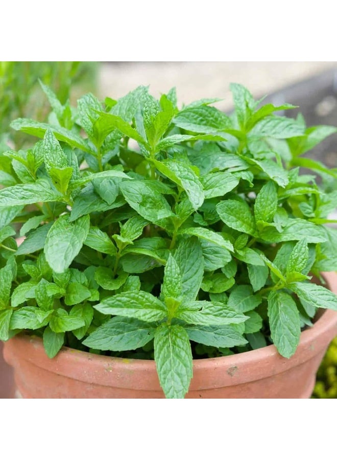 BIOCARVE SEEDS Mint seeds - Image 2