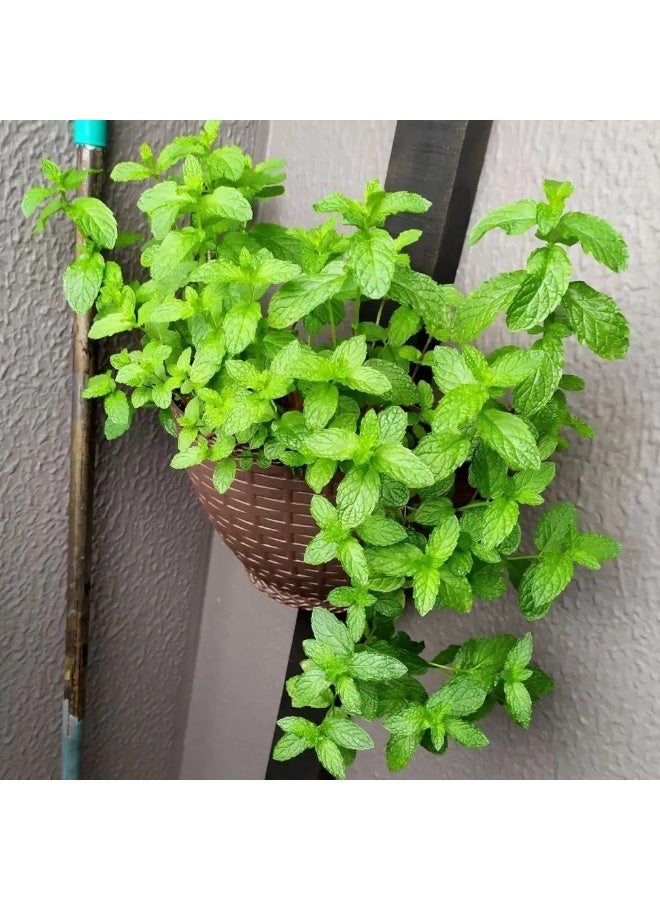 BIOCARVE SEEDS Mint seeds - Image 3