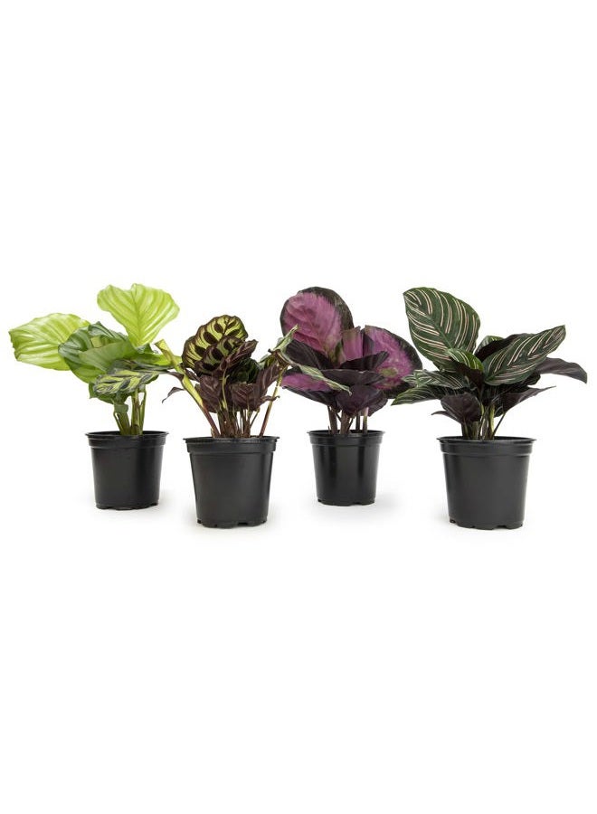 Plants for Pets Live Calathea Houseplant (4 Pack), Pet Safe Plants for Cats & Dogs, Makoyana, Rattlesnake, Roseopicta, Air Purifying Indoor Plant Mix, Freddie, Orbifolia, Prayer Plants, Real Calatheas, 4.25 in. Pots - Image 1
