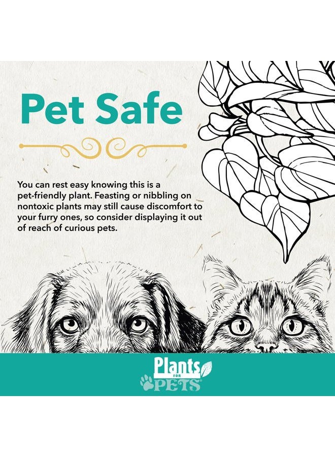 Plants for Pets Live Calathea Houseplant (4 Pack), Pet Safe Plants for Cats & Dogs, Makoyana, Rattlesnake, Roseopicta, Air Purifying Indoor Plant Mix, Freddie, Orbifolia, Prayer Plants, Real Calatheas, 4.25 in. Pots - Image 3