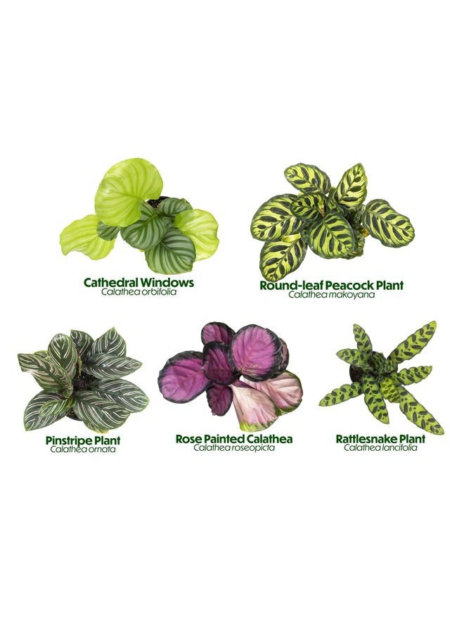 Plants for Pets Live Calathea Houseplant (4 Pack), Pet Safe Plants for Cats & Dogs, Makoyana, Rattlesnake, Roseopicta, Air Purifying Indoor Plant Mix, Freddie, Orbifolia, Prayer Plants, Real Calatheas, 4.25 in. Pots - Image 5