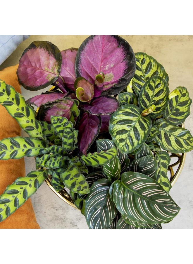 Plants for Pets Live Calathea Houseplant (4 Pack), Pet Safe Plants for Cats & Dogs, Makoyana, Rattlesnake, Roseopicta, Air Purifying Indoor Plant Mix, Freddie, Orbifolia, Prayer Plants, Real Calatheas, 4.25 in. Pots - Image 2