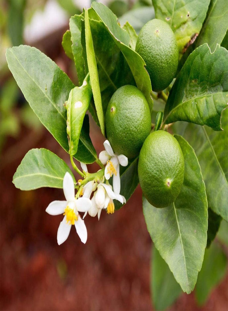GGOOT Lemon Tree Organic Fruit Seeds for Home Garden Potted Plant - Image 1