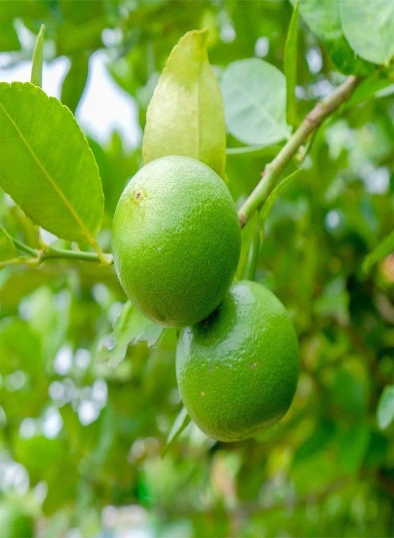 GGOOT Lemon Tree Organic Fruit Seeds for Home Garden Potted Plant - Image 4
