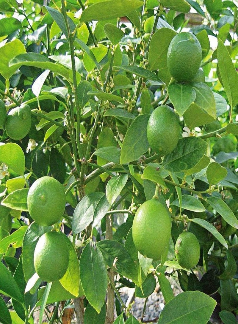 GGOOT Lemon Tree Organic Fruit Seeds for Home Garden Potted Plant - Image 5