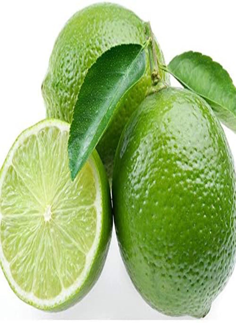 GGOOT Lemon Tree Organic Fruit Seeds for Home Garden Potted Plant - Image 3