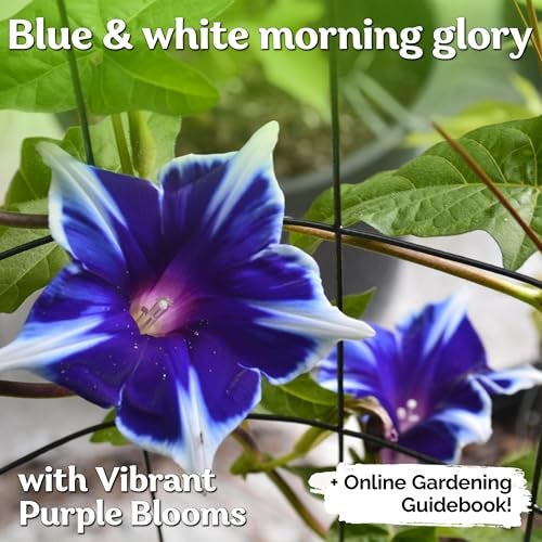 KVITER 100 Blue & White Morning Glory Seeds (Ipomoea) – Perennial Flower Seeds for Planting, Climbing Flowering Vines – Ideal Flower Seeds to Plant Outside & Inside in Containers, Trellises, Beds - Image 2