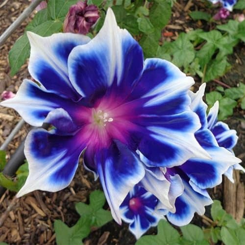 KVITER 100 Blue & White Morning Glory Seeds (Ipomoea) – Perennial Flower Seeds for Planting, Climbing Flowering Vines – Ideal Flower Seeds to Plant Outside & Inside in Containers, Trellises, Beds - Image 1