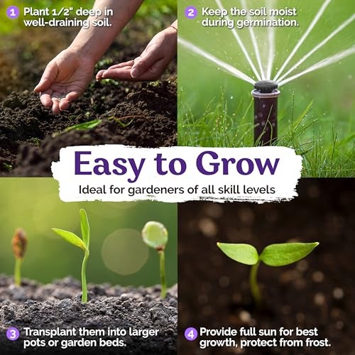 KVITER 100 Blue & White Morning Glory Seeds (Ipomoea) – Perennial Flower Seeds for Planting, Climbing Flowering Vines – Ideal Flower Seeds to Plant Outside & Inside in Containers, Trellises, Beds - Image 3