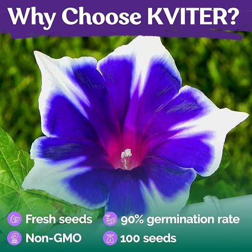 KVITER 100 Blue & White Morning Glory Seeds (Ipomoea) – Perennial Flower Seeds for Planting, Climbing Flowering Vines – Ideal Flower Seeds to Plant Outside & Inside in Containers, Trellises, Beds - Image 5