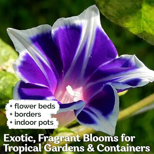 KVITER 100 Blue & White Morning Glory Seeds (Ipomoea) – Perennial Flower Seeds for Planting, Climbing Flowering Vines – Ideal Flower Seeds to Plant Outside & Inside in Containers, Trellises, Beds - Image 4
