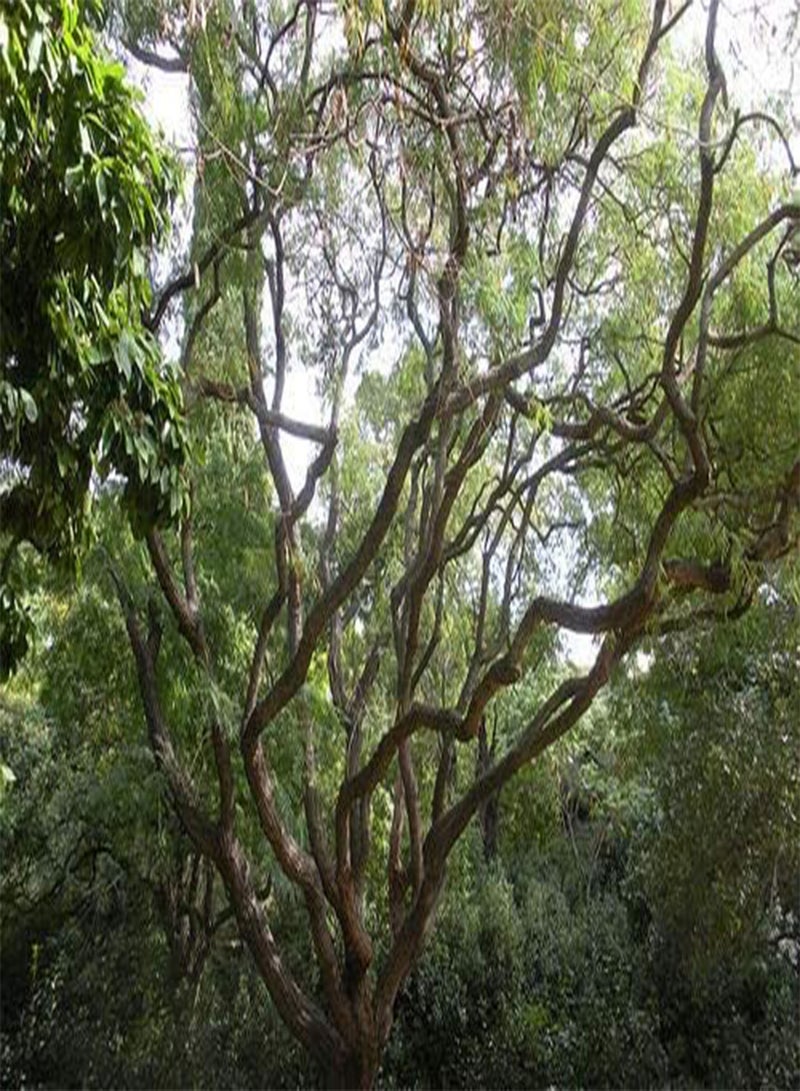 GGOOT Bianco Siris   Albizia Procera   10 Semi   Alberi