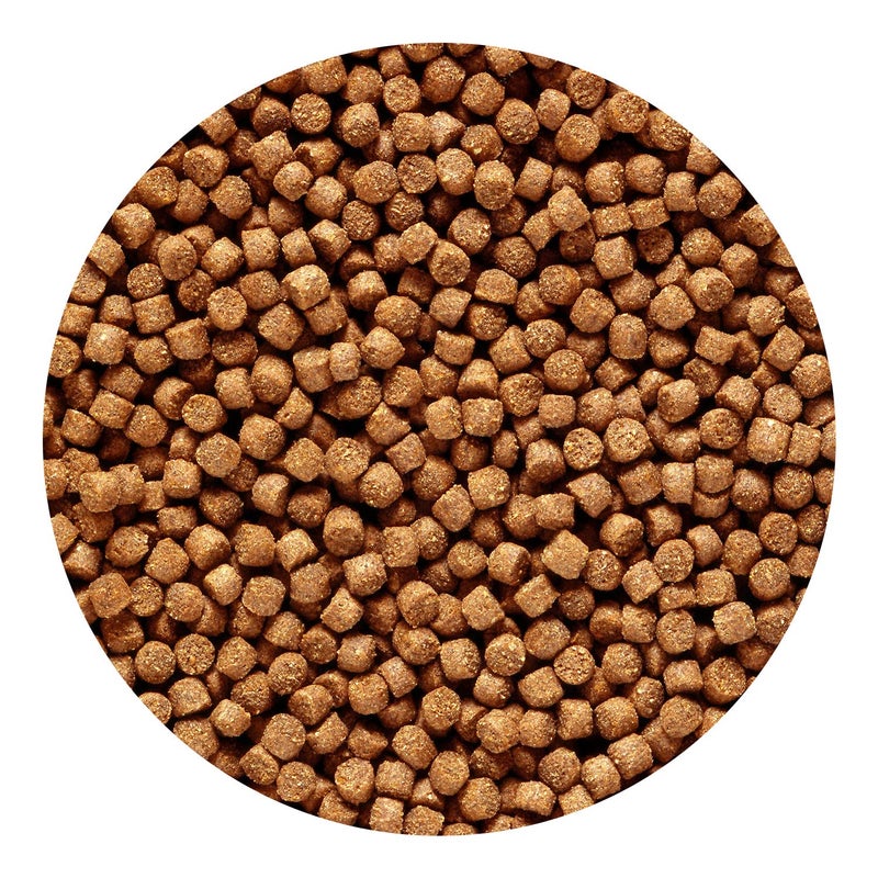 Hikari 3.5-Ounce Sinking Cichlid Gold Pellets for Pets, Mini - Image 4